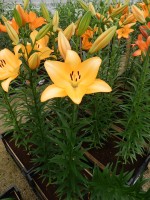 [4061 Vermont No01.JPG]